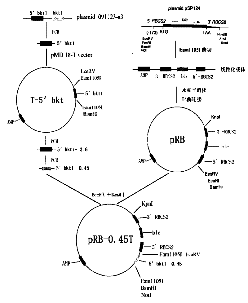 Preparation method of T vector capable of cloning microalgae promoter and application thereof