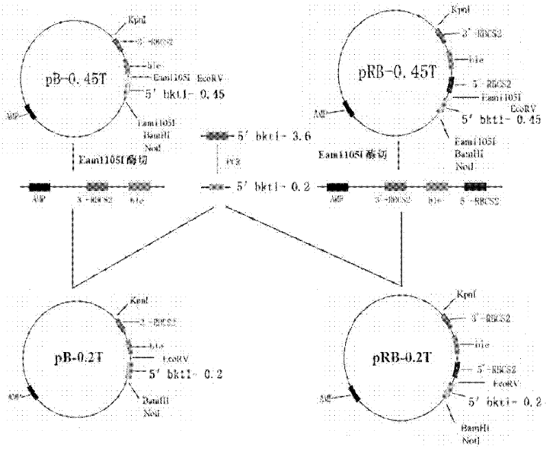 Preparation method of T vector capable of cloning microalgae promoter and application thereof