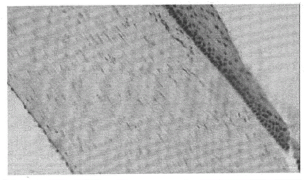 Method for preparing bovine cornea stroma from fresh bovine cornea and application method