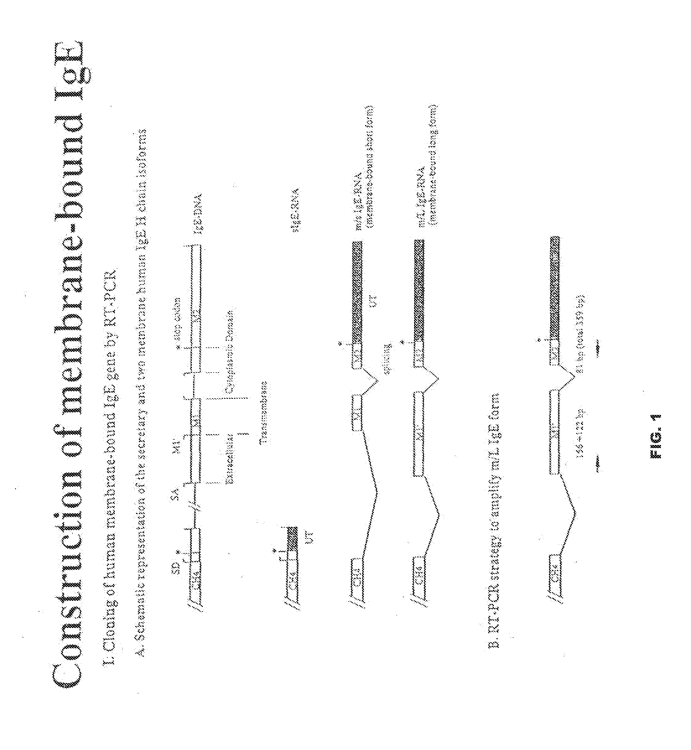 Vaccines for suppressing ige-mediated allergic disease and methods for using the same