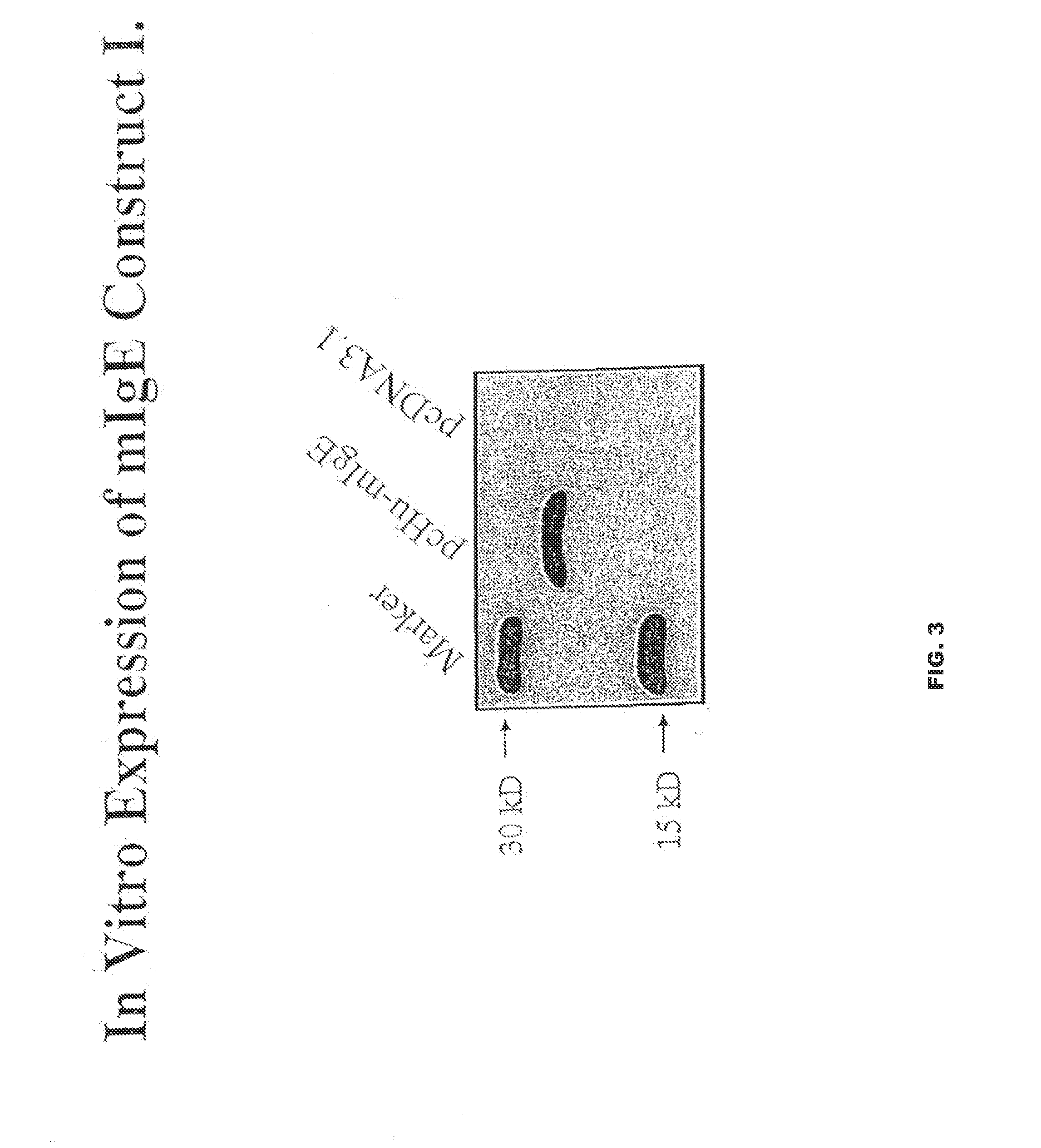 Vaccines for suppressing ige-mediated allergic disease and methods for using the same