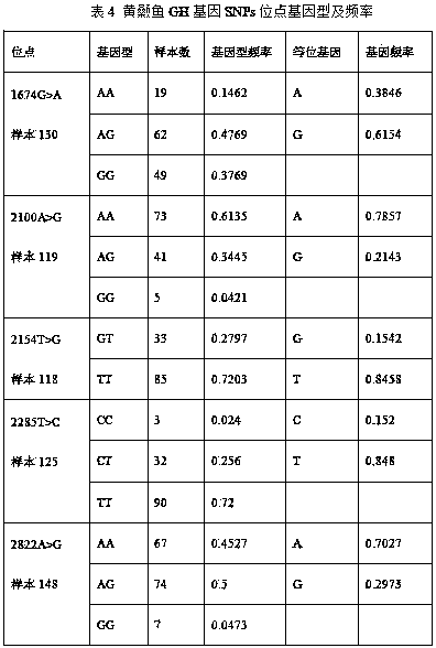 A kind of SNP site related to the growth characteristics of yellow catfish and its detection and application