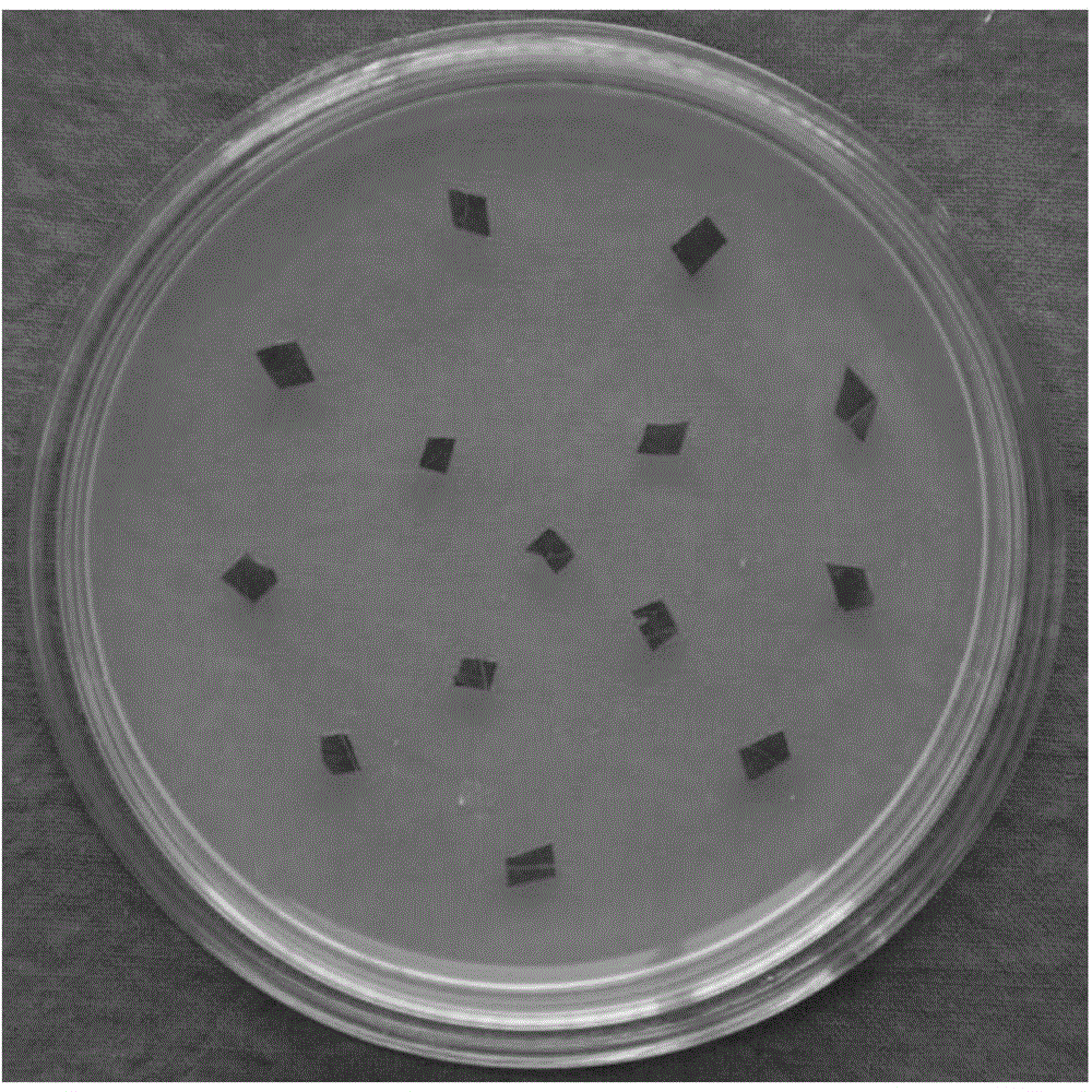 Method for efficiently regenerating Sapium sebiferum leaf disc