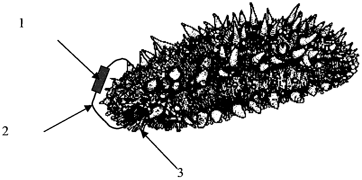 In-vitro long-acting labeling method applicable to stichopus japonicus