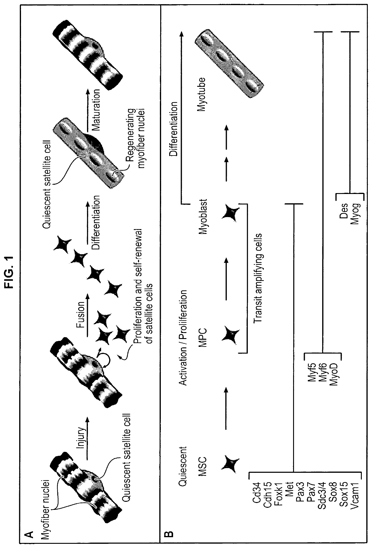 5-hydroxytryptamine 1B receptor-stimulating agent for use as a promoter of satellite cells self-renewal and/or differentiation