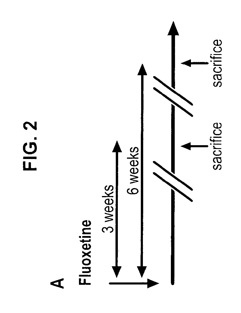 5-hydroxytryptamine 1B receptor-stimulating agent for use as a promoter of satellite cells self-renewal and/or differentiation