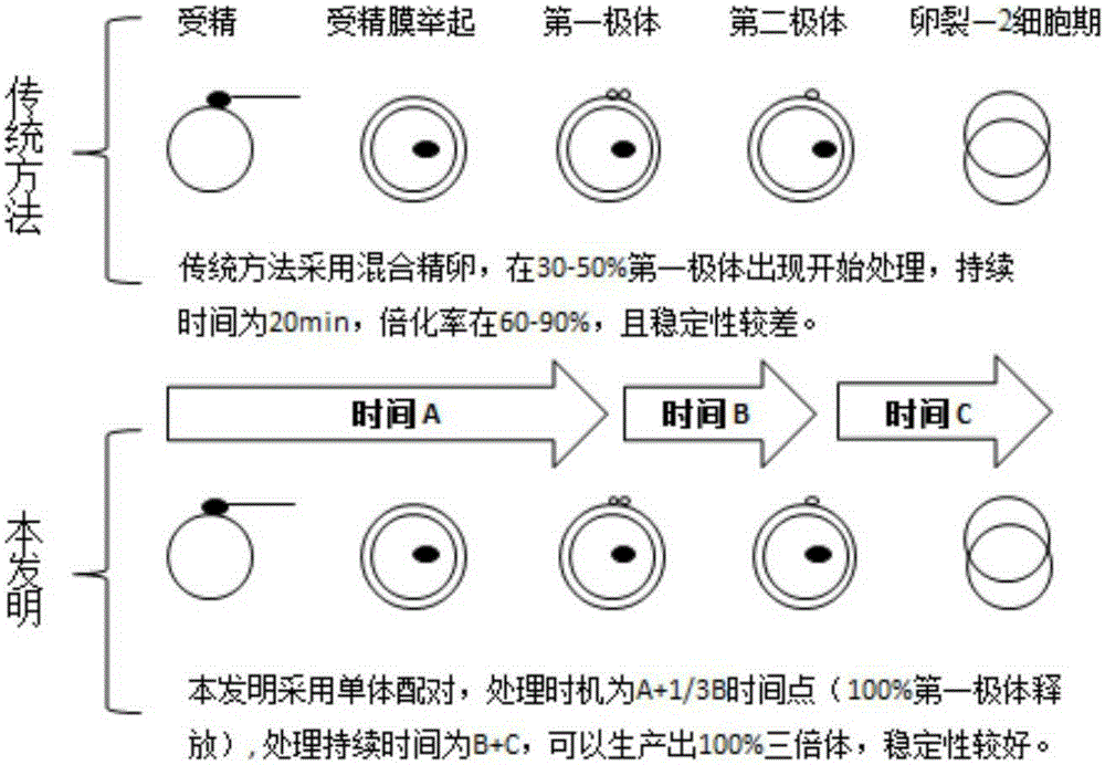 A time-point quantitative processing method for the production of full triploid of Hong Kong oyster