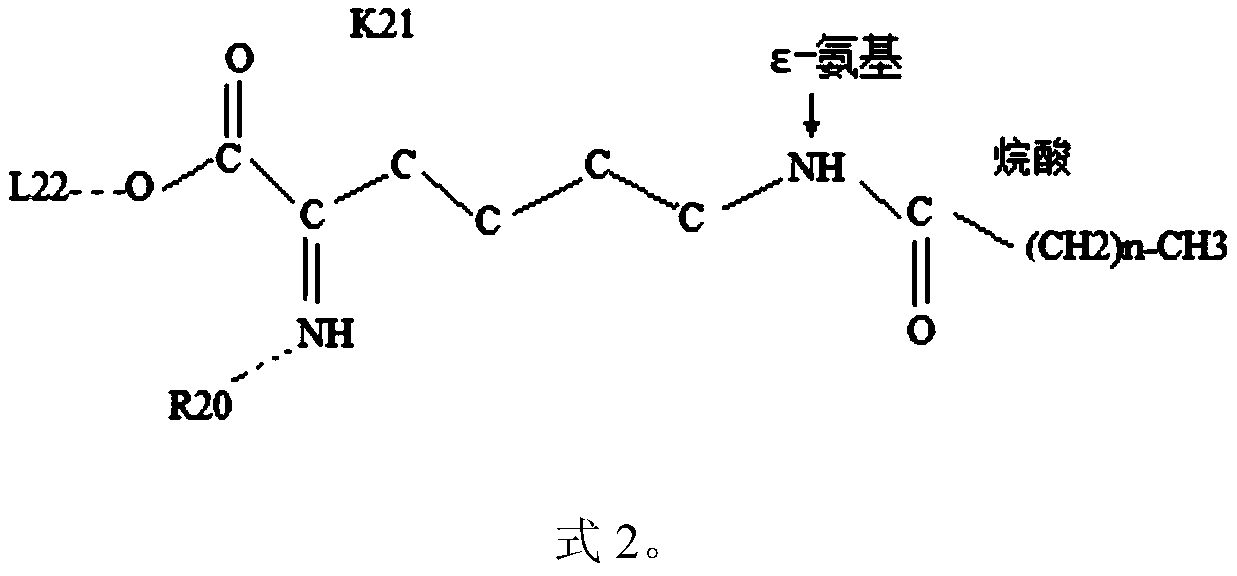 Novel ghrelin-like peptide dimer and its application