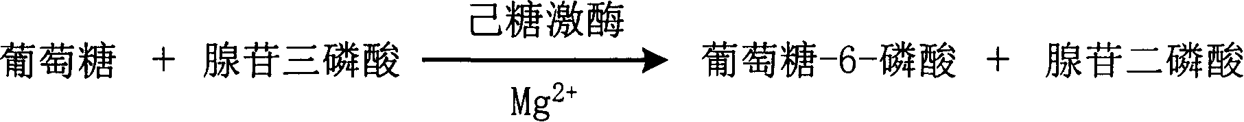 Determination of magnesium ion content from enzyme method and magnesium ion diagnostic reagent kit