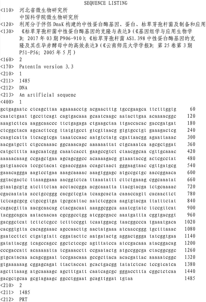 Neutral protease gene built by molecular chaperone DnaK, protein, bacillus subtilis, and preparation and application of neutral protease gene built by molecular chaperone