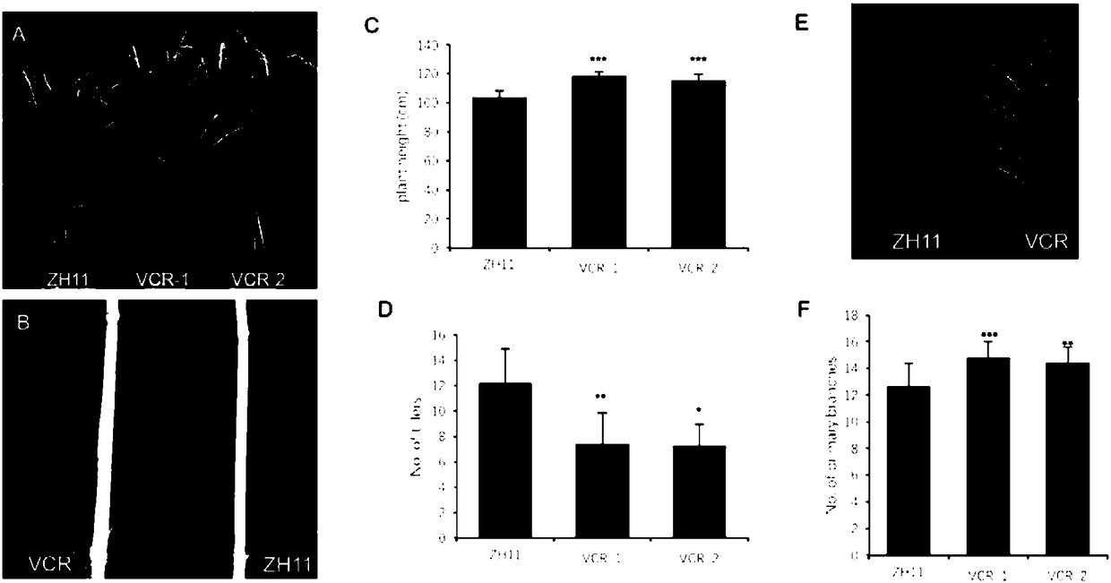 Gene OsVAS1 capable of regulating ideal plant type of rice