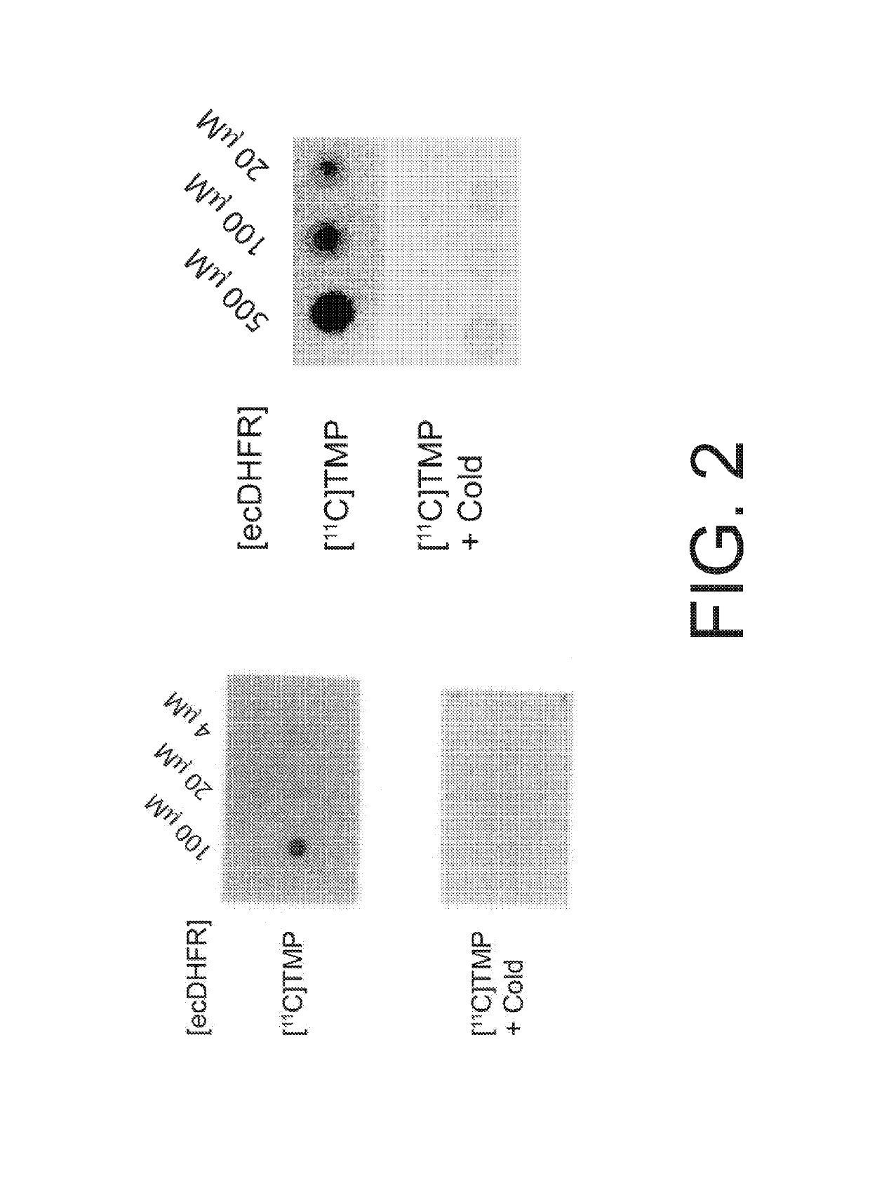 Radiotracer derivatives of trimethoprim for diagnostic imaging