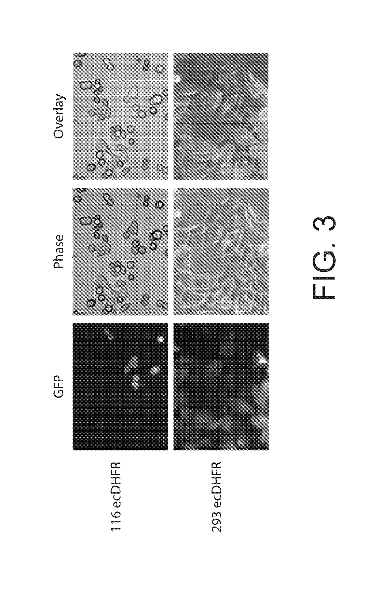 Radiotracer derivatives of trimethoprim for diagnostic imaging