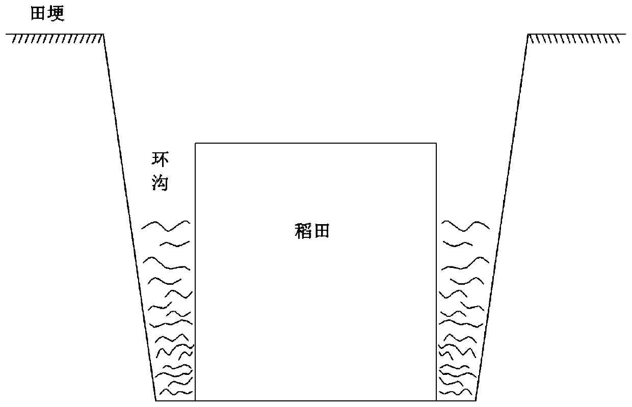 Lobster cultivation method based on rice fields and lotus roots