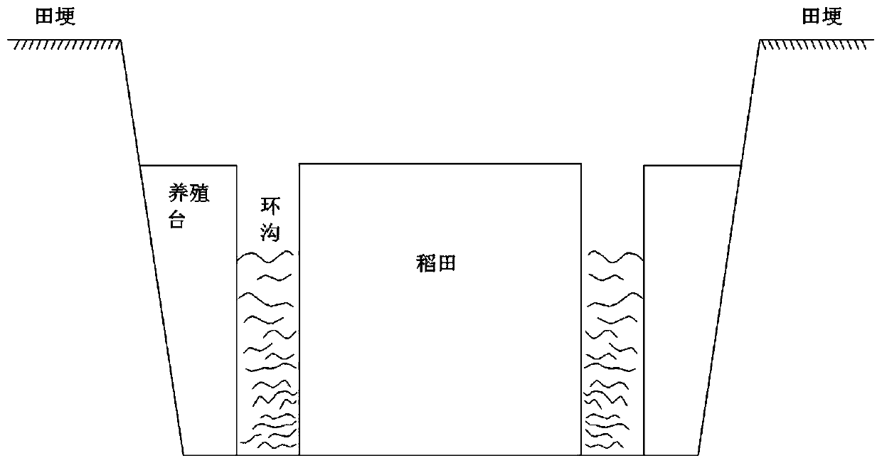 Lobster cultivation method based on rice fields and lotus roots