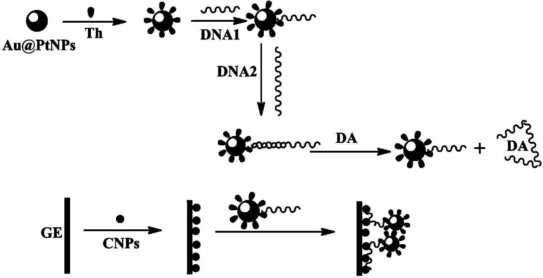 Method for electrochemically determining dopamine on basis of aptamer recognition effect