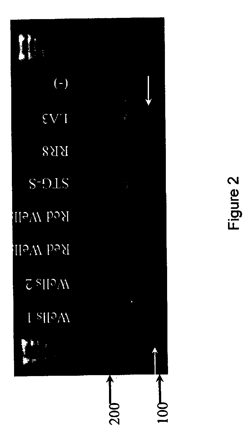 Rice Mutant Allele