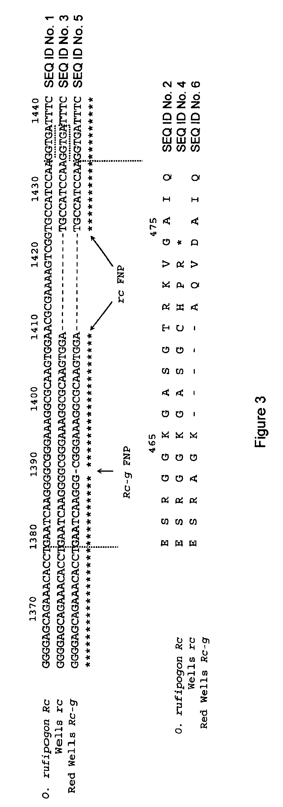 Rice Mutant Allele