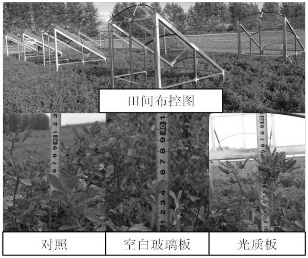 A kind of planting method of alfalfa grass controlled by light and fertilizer in high latitude cold area