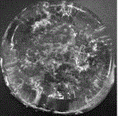 Solid-solid phase change energy storage hydrogel with stable shape and preparation method thereof