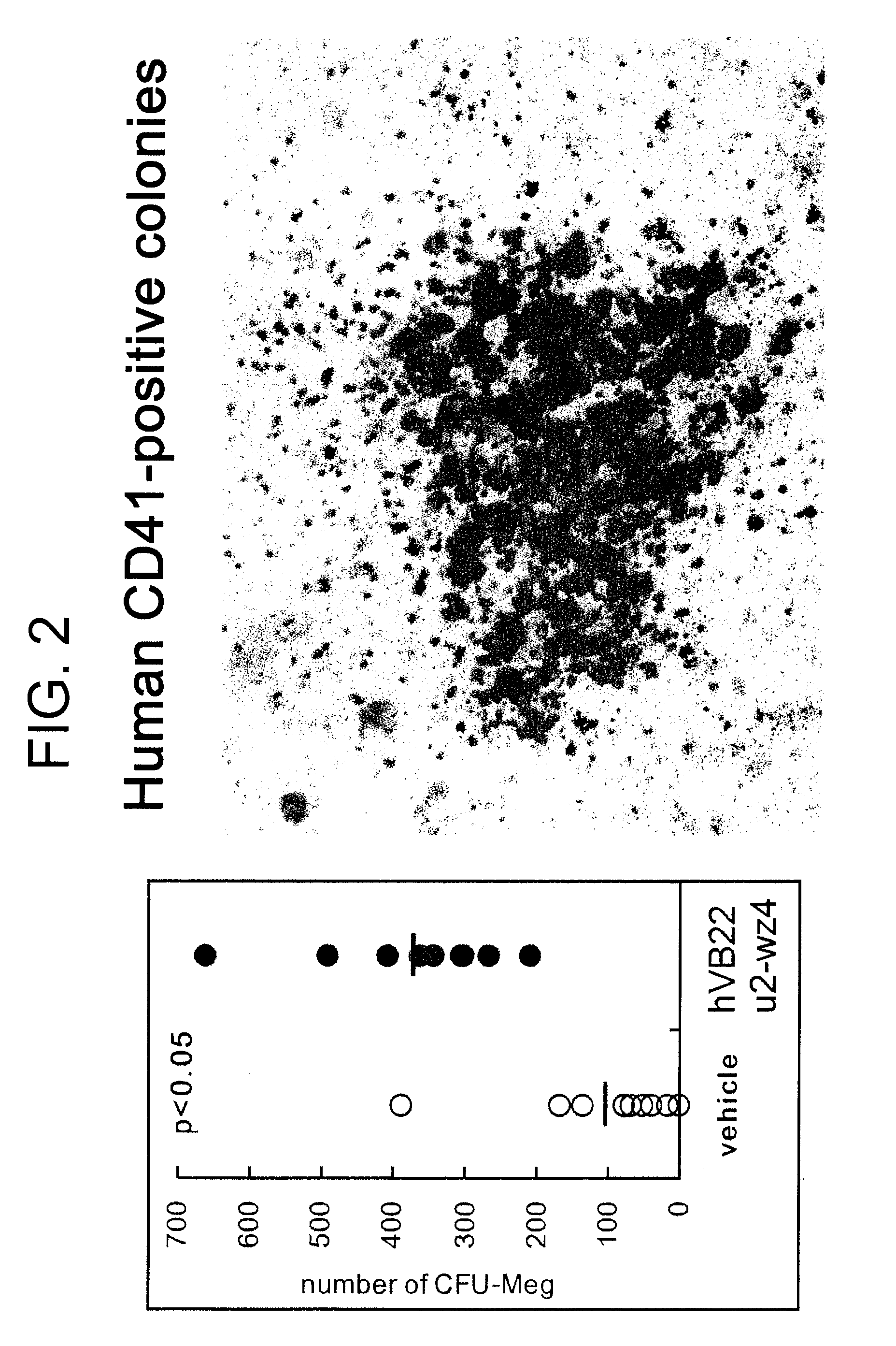 Agents for Promoting the Growth of Hematopoietic Stem Cells