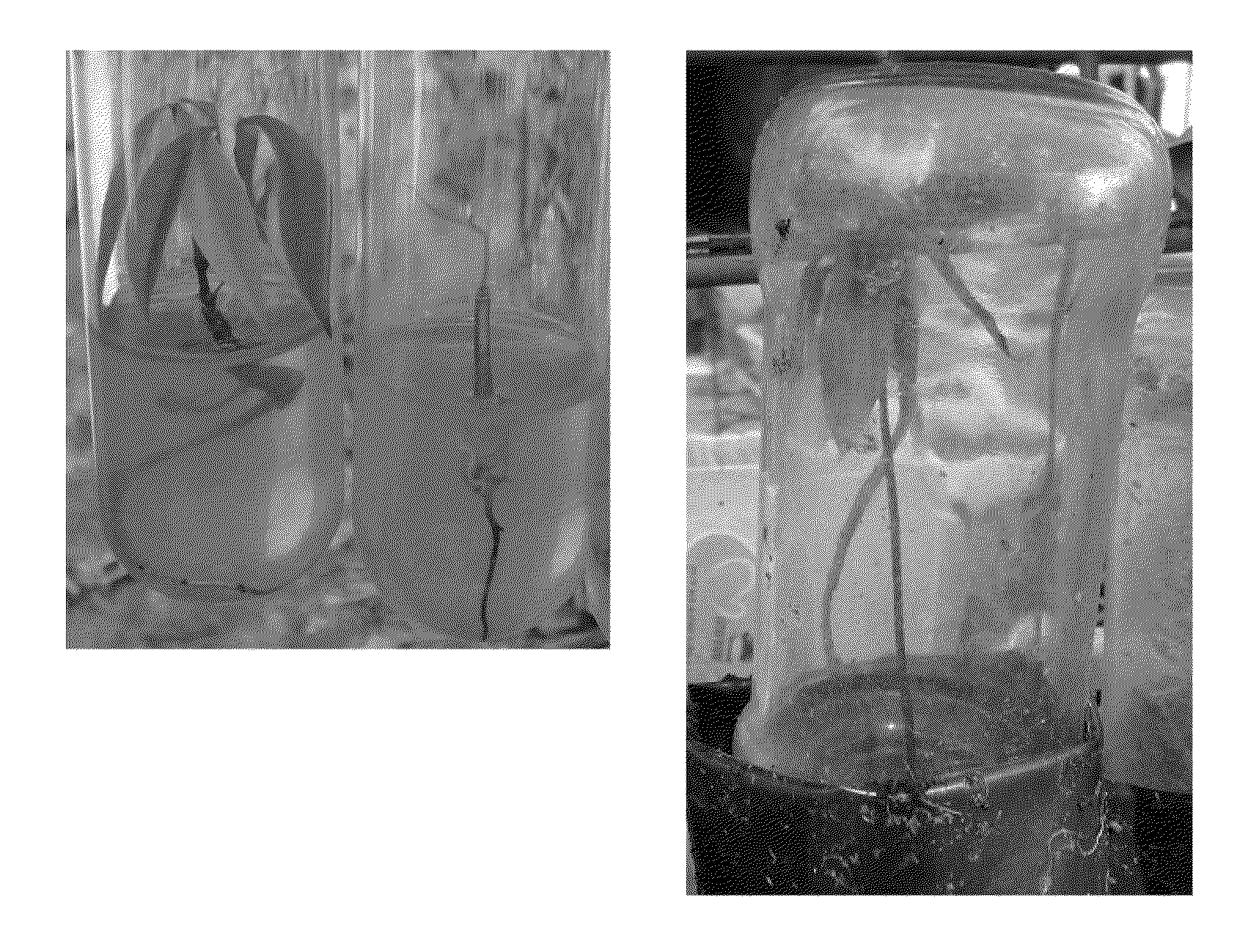 Method of regenerating rubber tree, method of propagating rubber tree, method of inducing shoot, method of elongating shoot, method of rooting shoot, and method of acclimatizing young plant