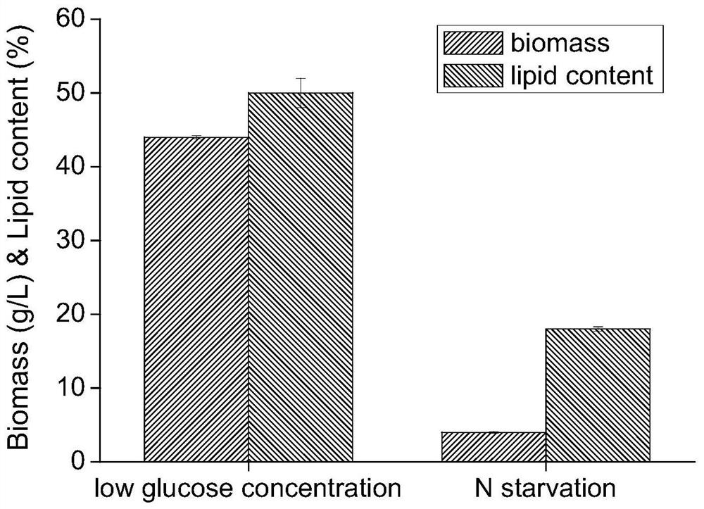 Culture method for improving grease content of saccharomyces cerevisiae by maintaining ultralow-concentration organic carbon source and application of culture method