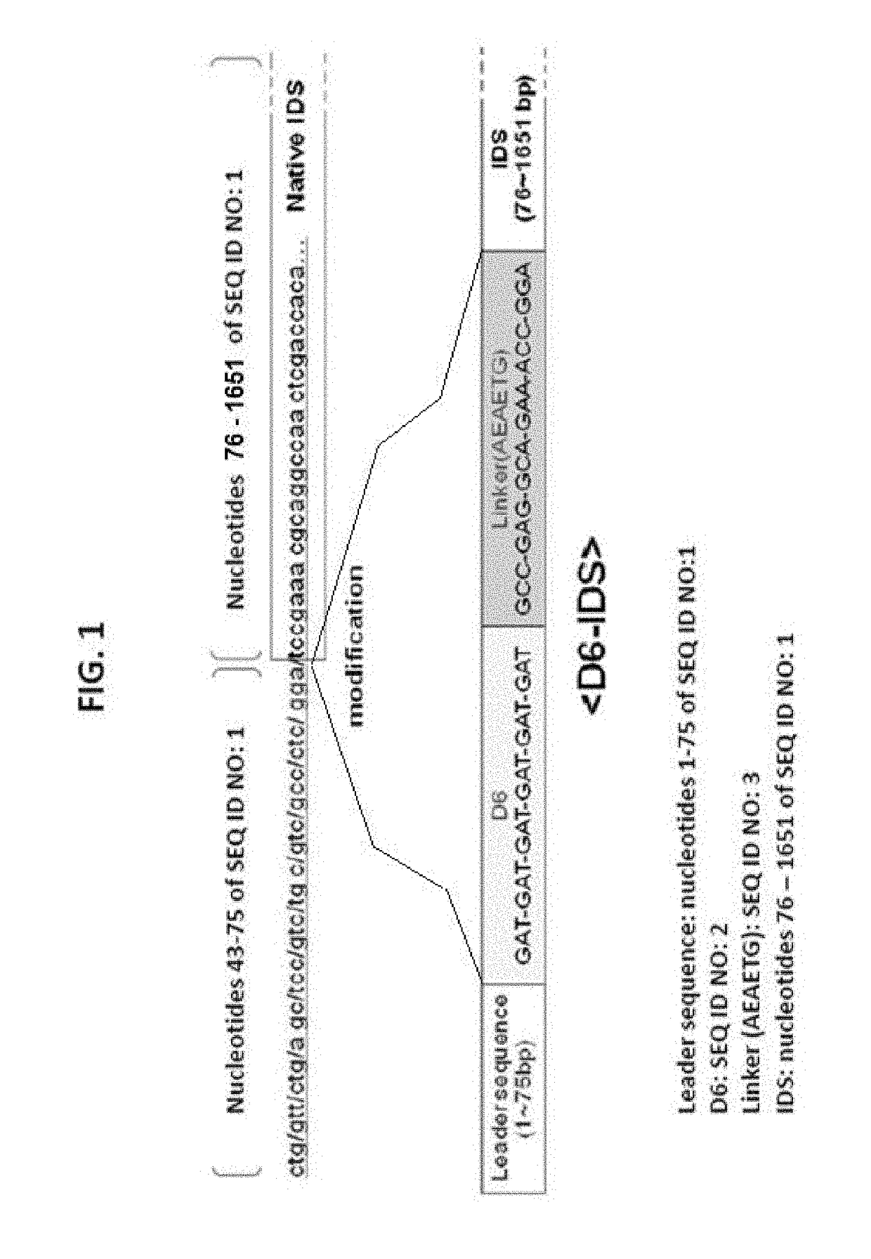 Iduronate-2-sulfatase and use thereof