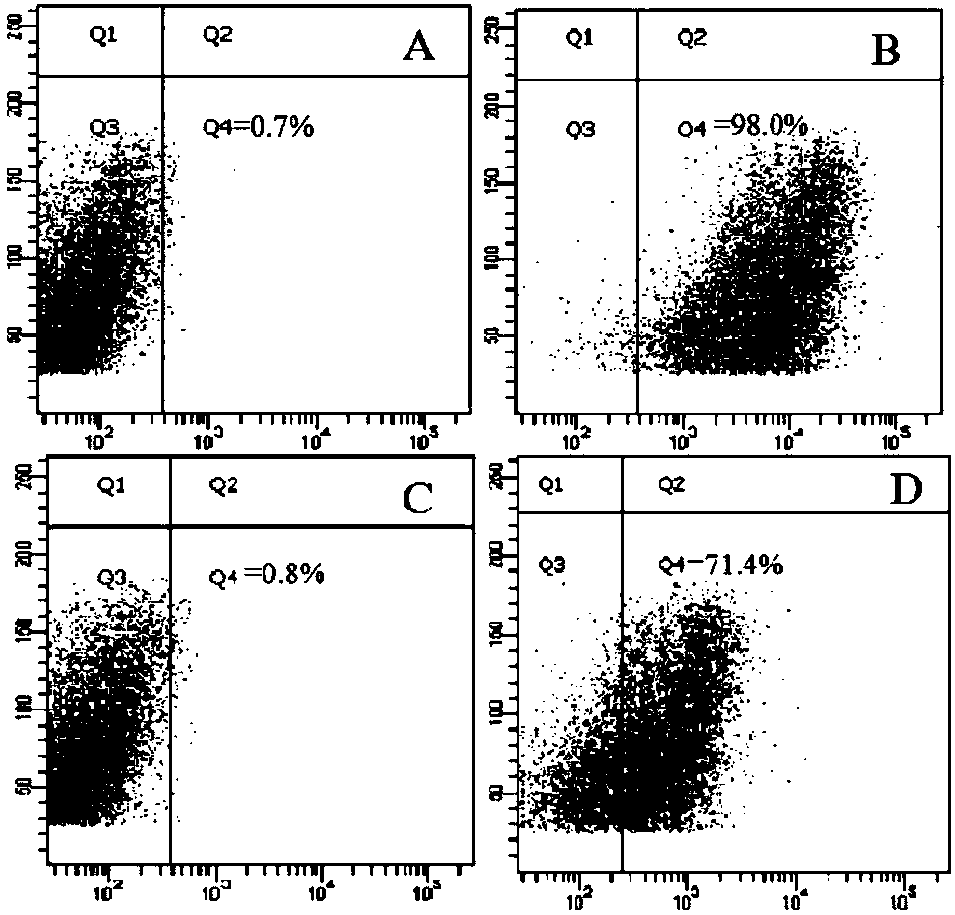 Functional drug-loaded system used for treating lung tumour and preparation method and application thereof