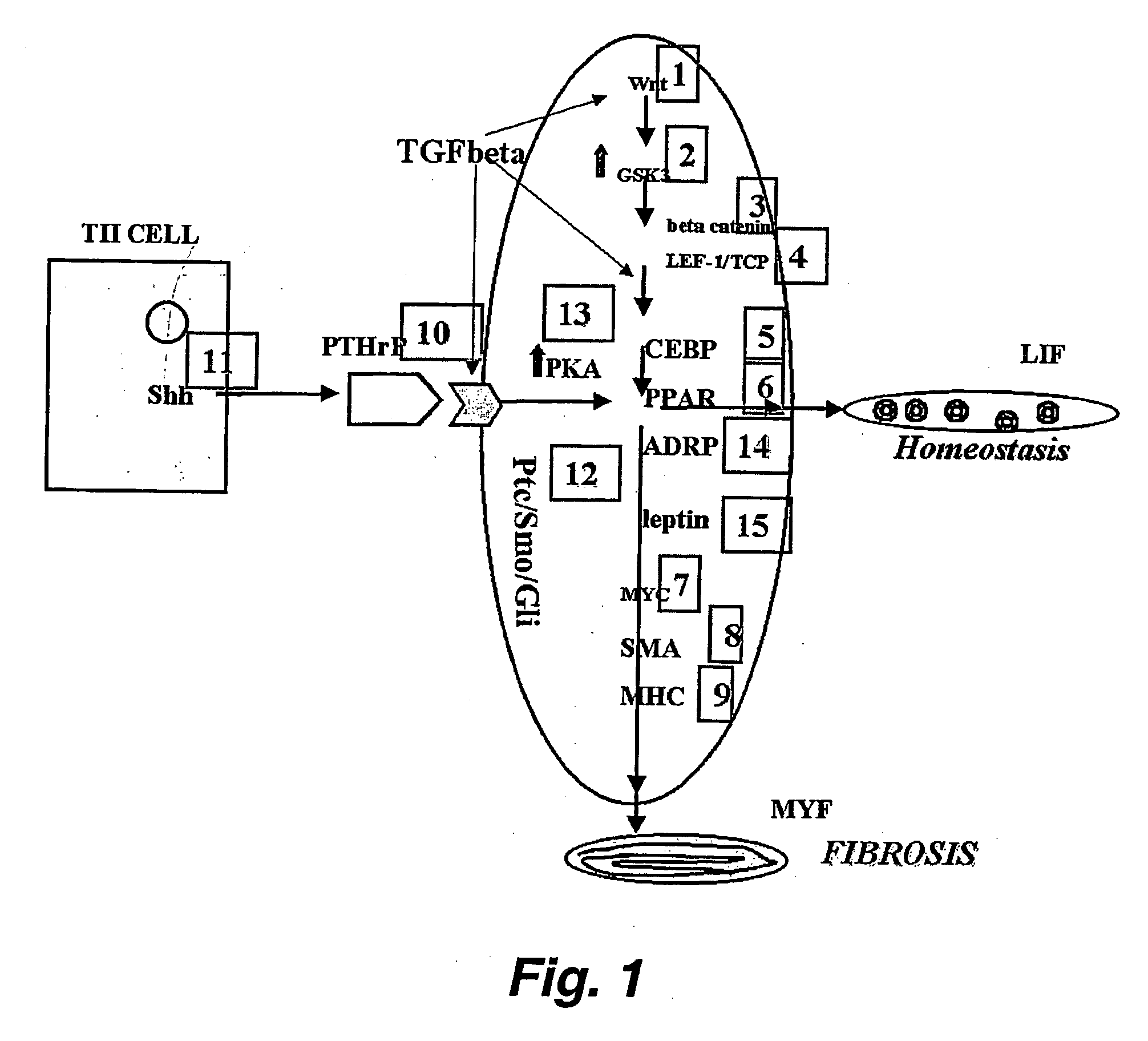 Use of parathyroid hormone-related protein(pthrp) in the diagnosis and treatment of chronic lung disease and other pathologies