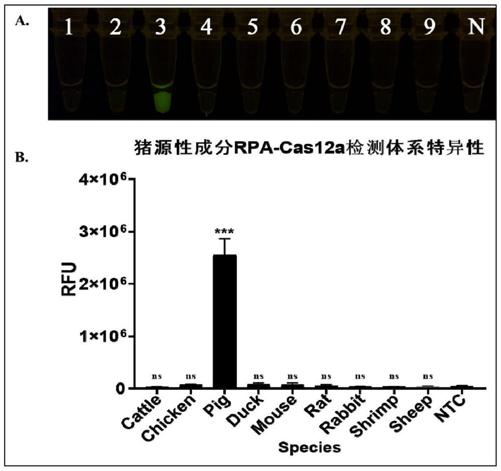 RPA primer, detection system and method for identifying swine-derived components