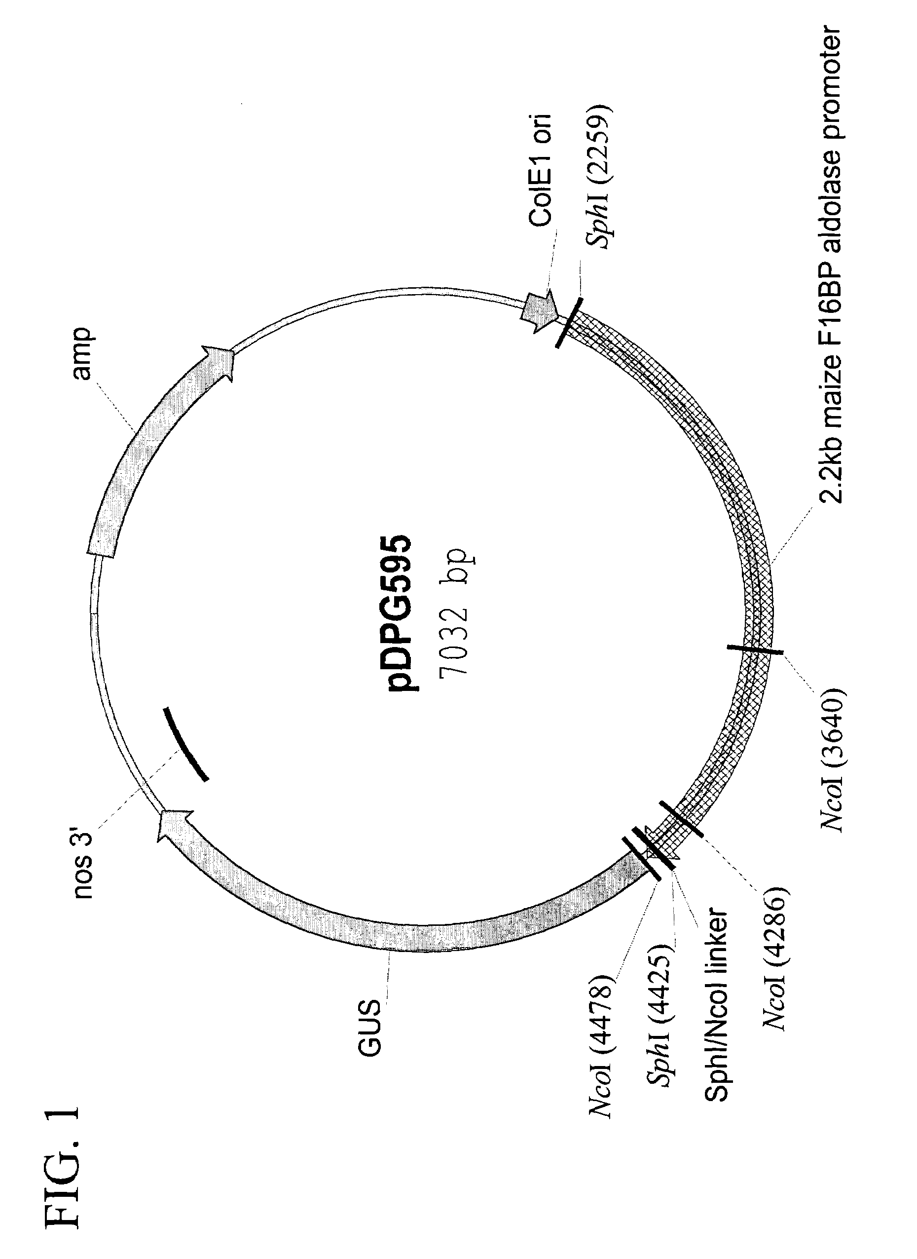Maize chloroplast aldolase promoter compositions and methods for use thereof