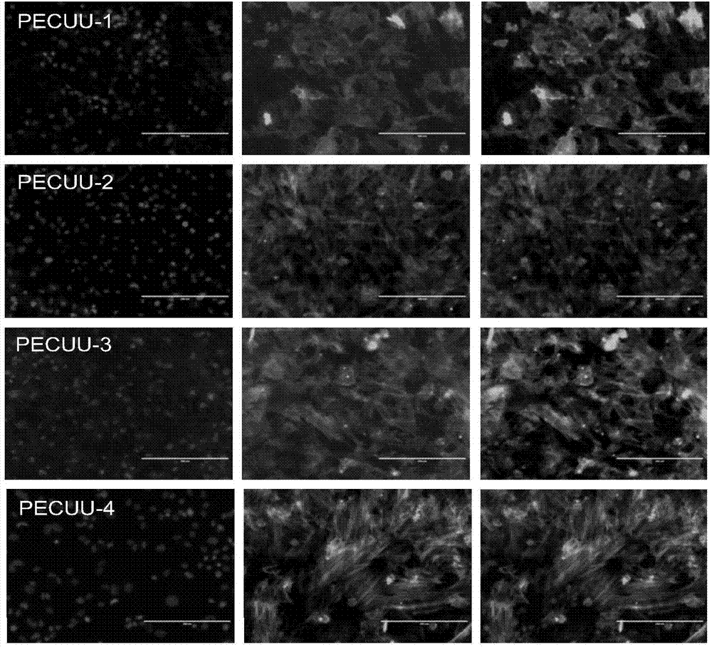 Biodegradable polyurethane having gradient elasticity modulus and tissue engineering fibrous scaffold prepared through same