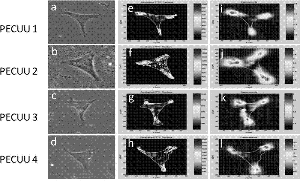 Biodegradable polyurethane having gradient elasticity modulus and tissue engineering fibrous scaffold prepared through same