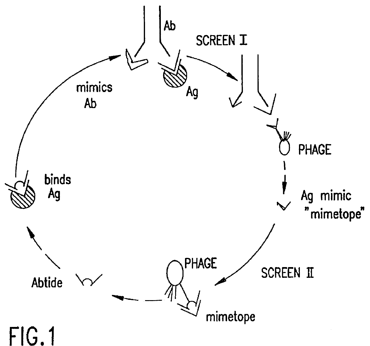 Antigen binding peptides (abtides) from peptide libraries