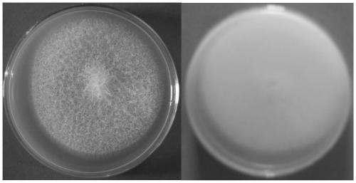 A strain of Fusarium solani and its application in the control of Dendrobium officinale