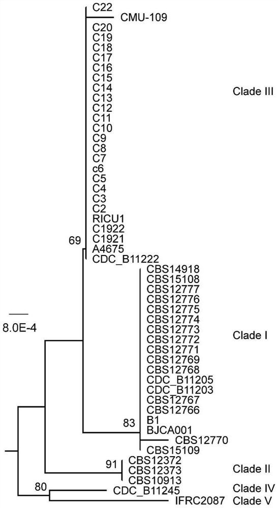 Application of myriocin and fingolimod in aspect of inhibiting candida auricula