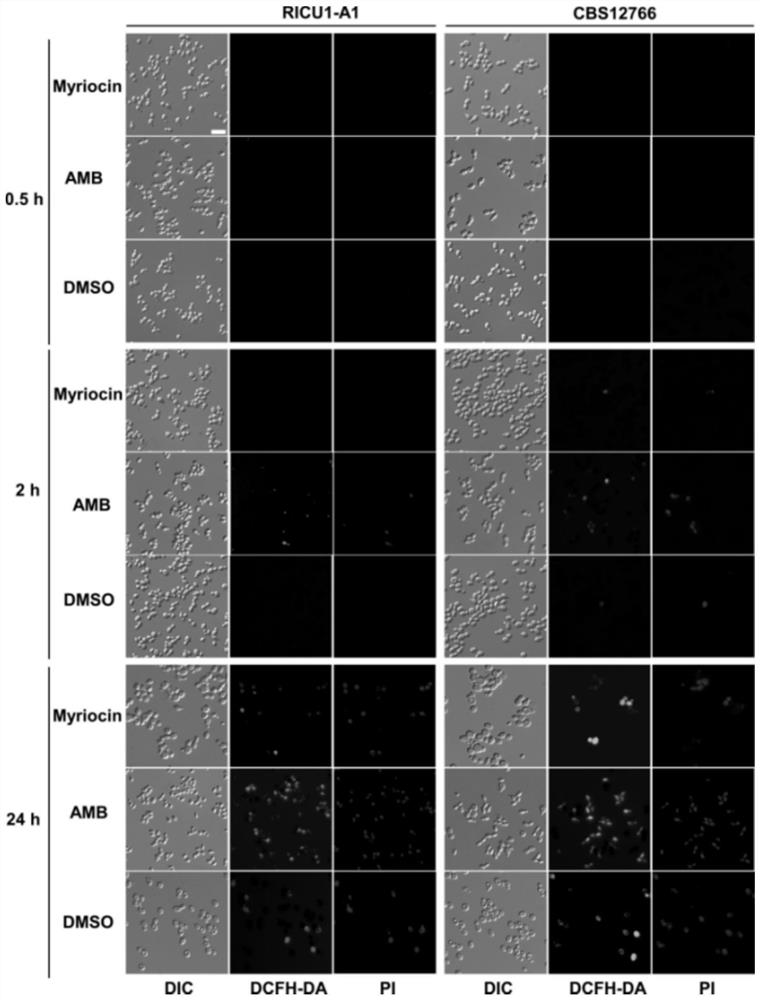 Application of myriocin and fingolimod in aspect of inhibiting candida auricula