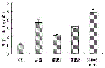 A kind of Agrobacterium with autogenous nitrogen fixation, phosphorus and potassium decomposing ability and its application