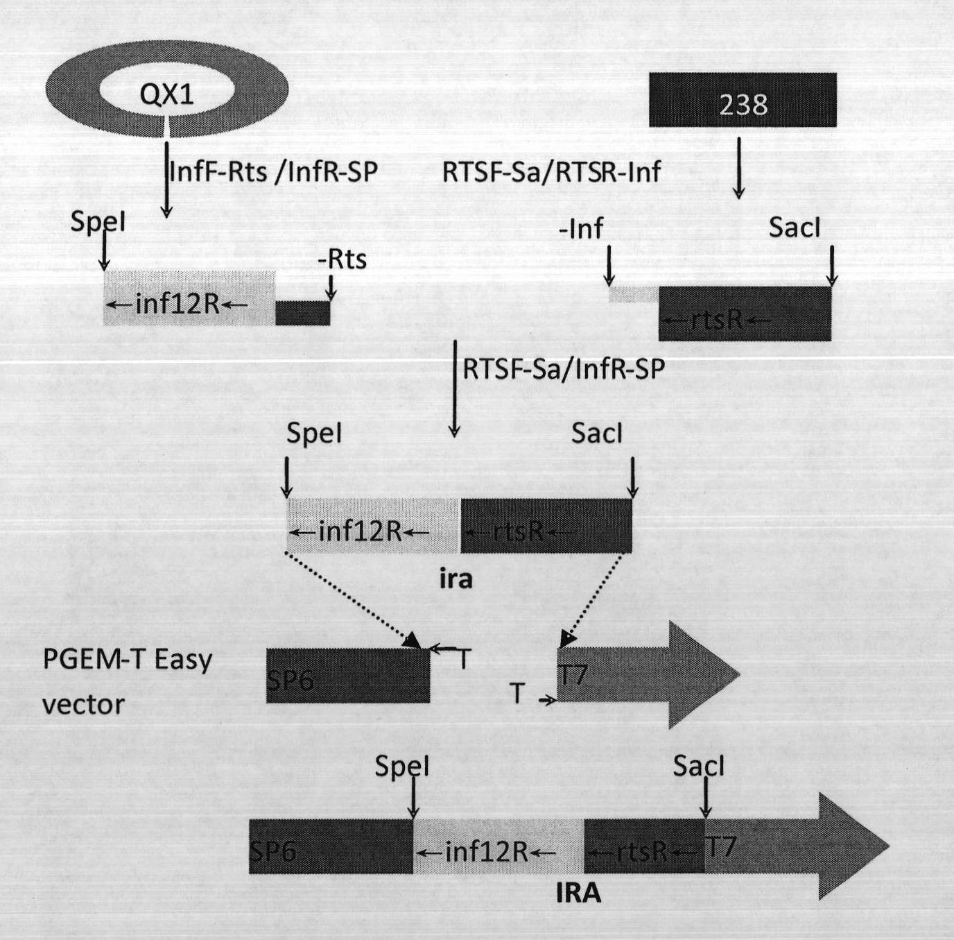 Dwarf male-sterile rice cultivation method and DNA (Deoxyribonucleic Acid) used thereby