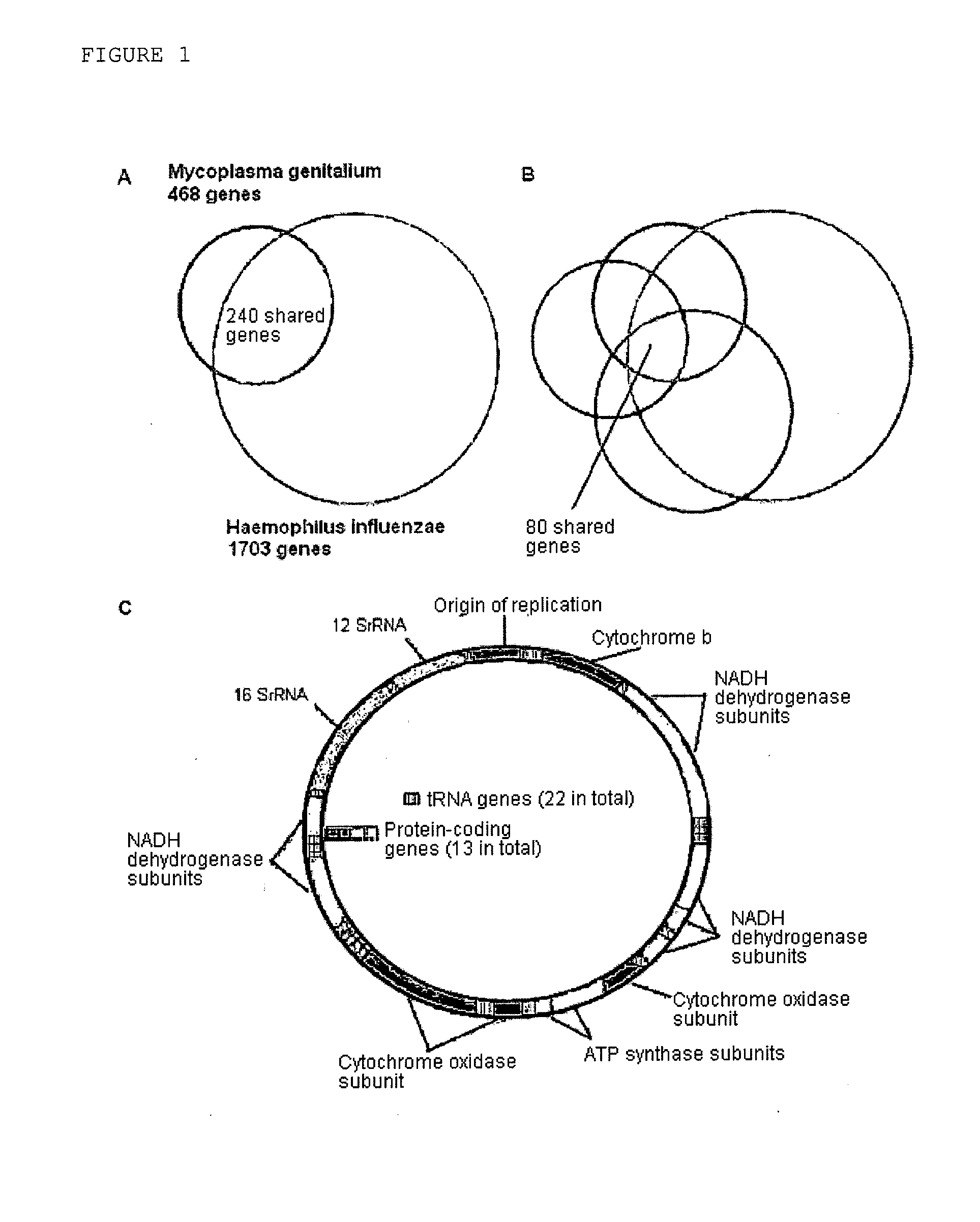 Composition, method and kit for detecting bacteria by means of sequencing