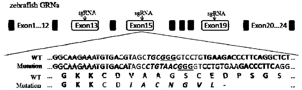 GRNa gene knockout zebrafish mutant and preparation method thereof