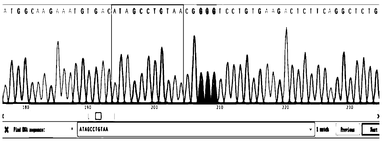 GRNa gene knockout zebrafish mutant and preparation method thereof