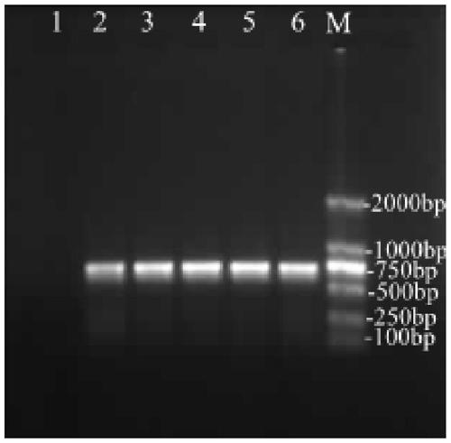 DNA bar code standard detection fragment for identifying vespa soror and application of detection fragment