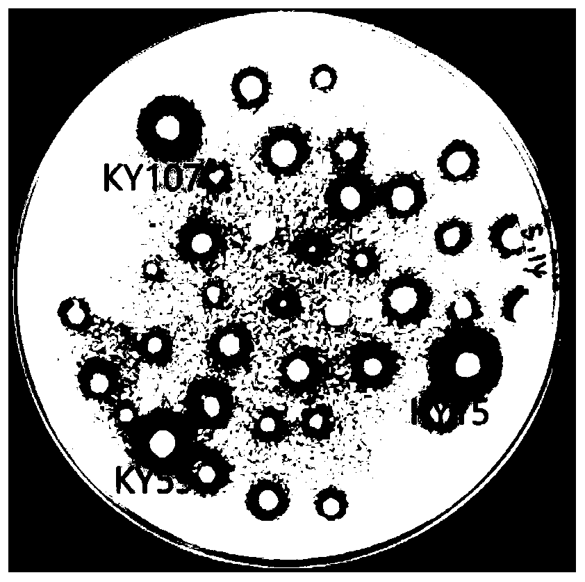 Paenibacillus amyloliquefaciens ky15, bacterial agent, application and products using it