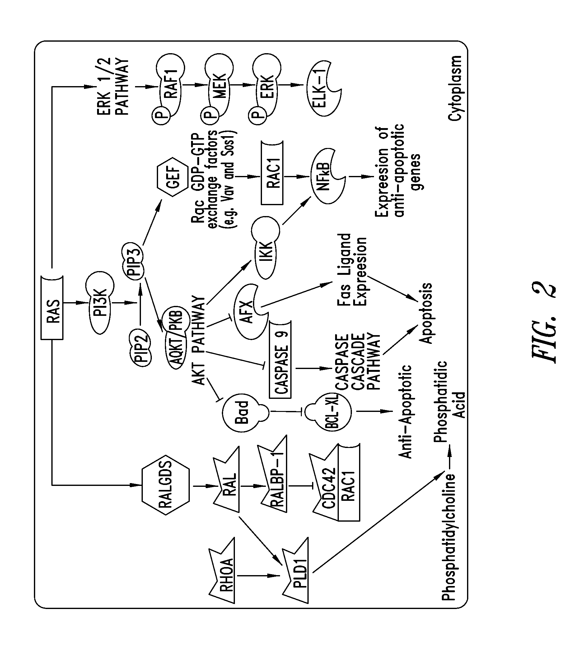 Covalent inhibitors of kras g12c