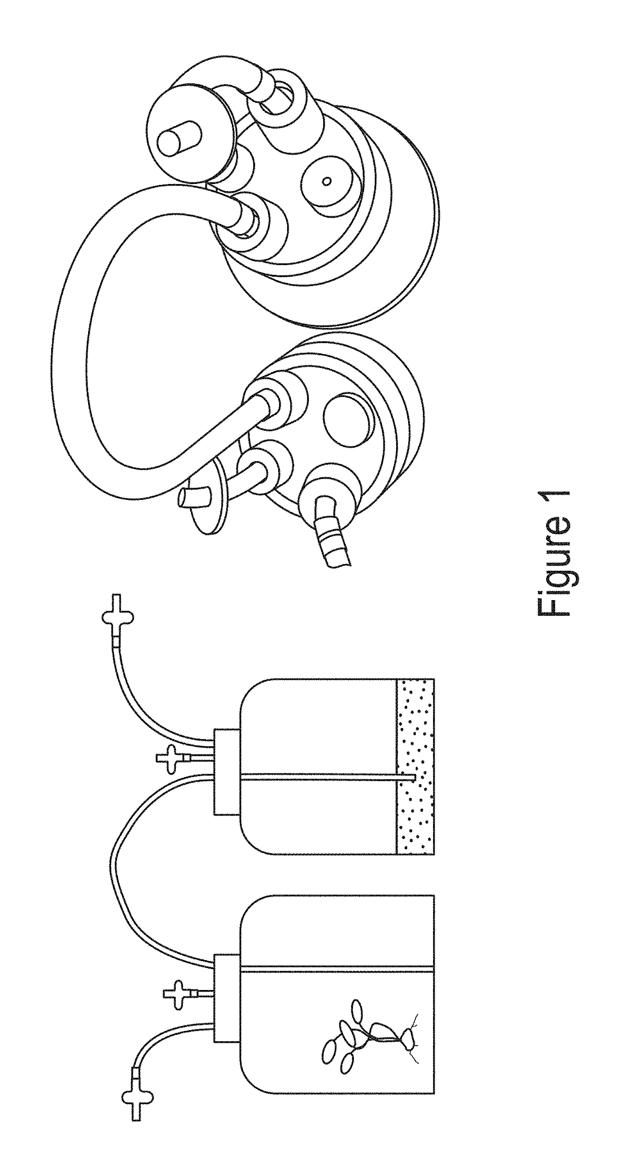 In vitro culture method to increase the biomass and increase the number of variety plants and prunus spp injert holder, particularly prunus avium