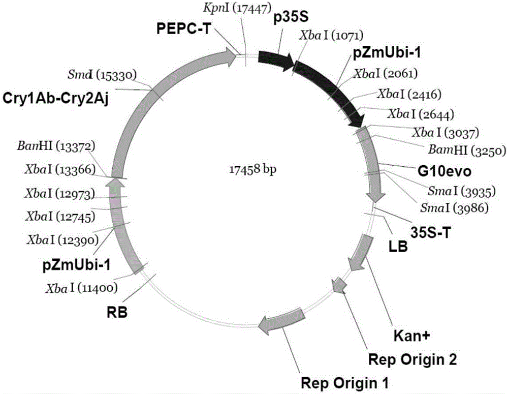 Maize transformation event and specificity identification method and application thereof