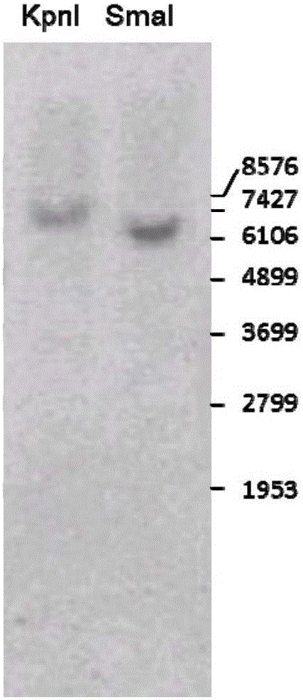 Maize transformation event and specificity identification method and application thereof