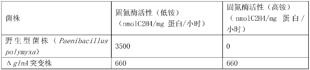 Ammonium-resistant nitrogen-fixing microorganism of which gene glnA is lost and constructing method and application thereof